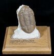 Asaphus Lepidurus Trilobite On Oak Stand #4043-1